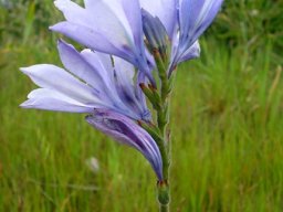 Babiana bainesii flowers in profile